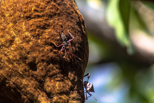 Bedbugs attack the Monguba fruit (aquatic Pachira) also known as wild cocoa