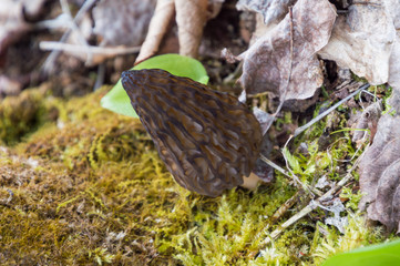 Wild Black Morels edible mushrooms on forest floor