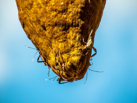 Bedbugs attack the Monguba fruit (aquatic Pachira) also known as wild cocoa