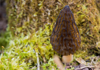 Wild Black Morels edible mushrooms on forest floor