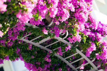 Romantic and Natural Pink Flowers