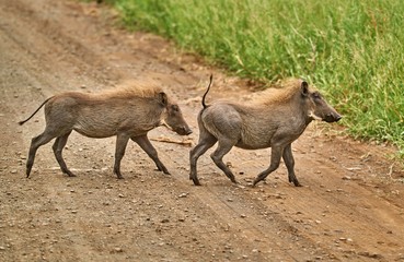 warthog in the wild