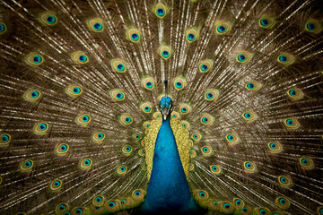 Obraz premium Pavão