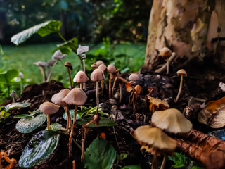 Panaeolus antillarum is a common and widely distributed small to medium-sized gray mushroom which grows on dung.