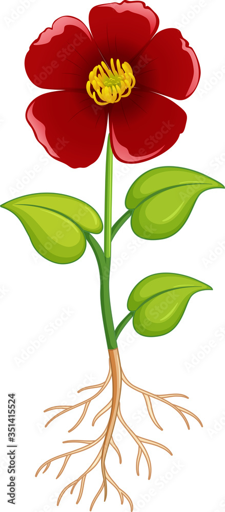 Poster red flower with green leaves and roots on white background