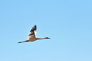 Whooping Crane Flying