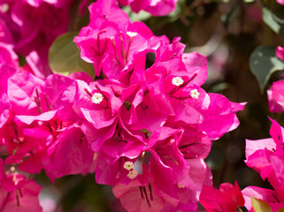 bougainvillea