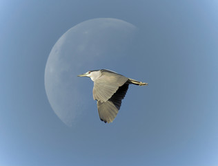 Black-Crowned Heron In-Flight with Daytime Moon in Background
