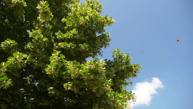 Painted Lady Butterflies Swarming on Linden Tree in Backyard Garden. Summer Bright Day. 2x Slow motion - Half speed of 60 FPS