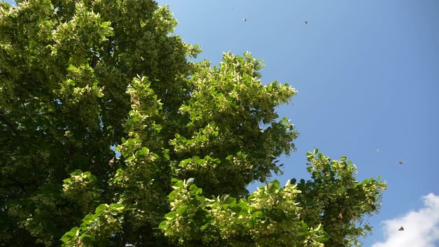 Painted Lady Butterflies Swarming on Linden Tree in Backyard Garden. Summer Bright Day. 2x Slow motion - Half speed of 60 FPS