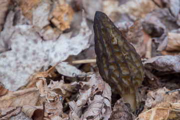 Wild Black Morels edible mushrooms on forest floor