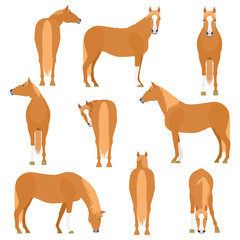 horse various pose set