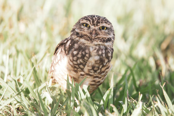 burrowing owl in the grass
