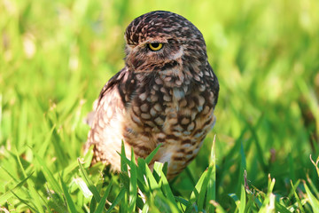 burrowing owl