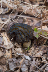 Wild Black Morels edible mushrooms on forest floor