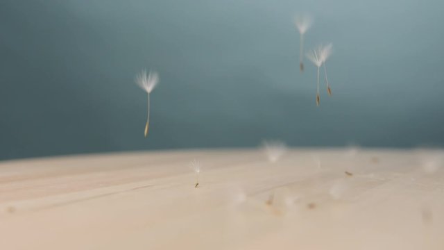 Falling dandelion seeds on table
