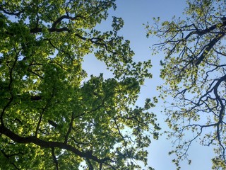tree and sky