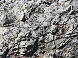 Rock texture with dry pine neddles