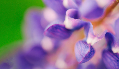 Flowers close-up. Wildflower blooms in the garden. spring flowering. Blooming field in springtime. Summer freshness. Blooming lupins