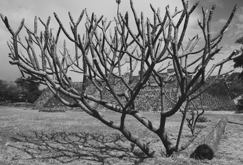 Black and white, bare tree, trunk at teopanzolco archaeological site of Cuernavaca Mexico