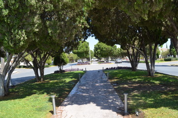 arbol