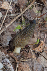 Wild Black Morels edible mushrooms on forest floor