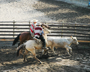 Rodeo,caballo, animal, chacras, playa, asno, rodeo, caballo, naturaleza, montar, ensillar, cow-boy, montar, deporte, animal, carrera, campesina, arena, campa, verano, caballo, jockey, santorini, al ai