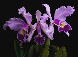 orquídeas Cattleya lueddemanniana