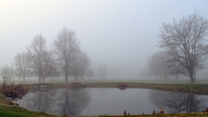 Foggy, misty morning by the pond of  a golf course.