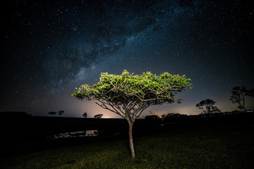 Arvore da noite