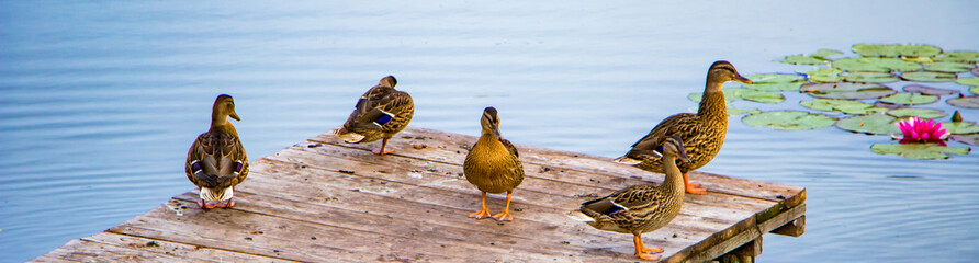 Wild ducks stand on a wooden pier in the lake.