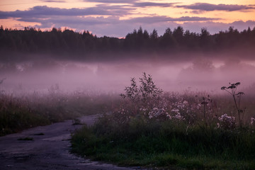 Beautiful pink fog in the forest at sunset. Twilight in nature, blurred background for design