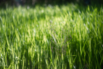 Green summer background with beautiful art bokeh.  Green plant with round leaves close-up in the sunshine