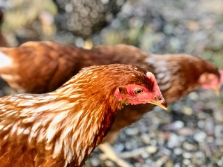 Hen Picking for Food