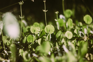 Green summer background with beautiful art bokeh.  Green plant with round leaves close-up in the sunshine