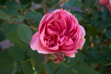 Close-up of pink rose in garden