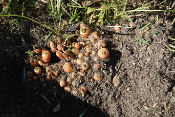 Organic Carrots Growing in Soil