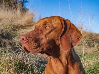 vizsla dog portrait