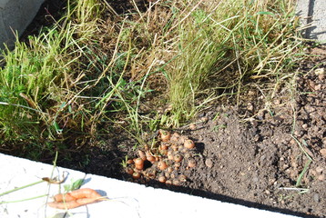 Organic Carrots Growing in Soil