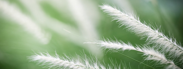 Closeup beautiful attractive nature view of grass flower on blurred greenery background in garden...