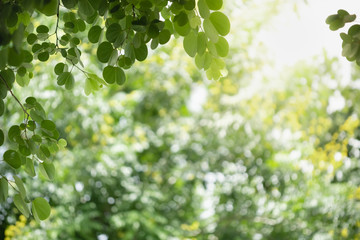 Beautiful attractive nature view of green leaf on blurred greenery background in garden with copy space using as background natural green plants landscape, ecology, fresh wallpaper concept.