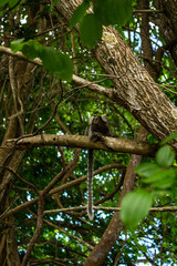 Little monkey in a tree. Furry mammal animal in its shelter.