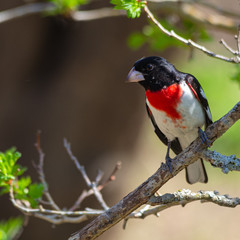 male rose-breasted grosbeak on a branch