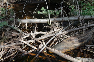 river