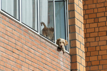 animals in a period of self isolation due to quarantine coronovirus.