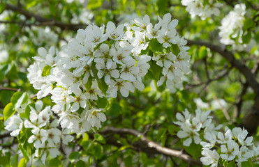 Apple branches covered with white flowers in spring. Beautiful appletree in bloom.