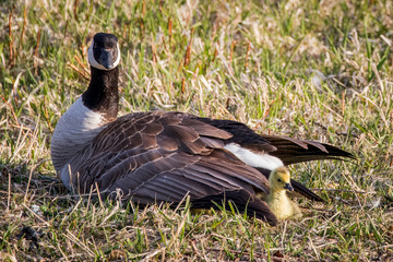 goose on the grass