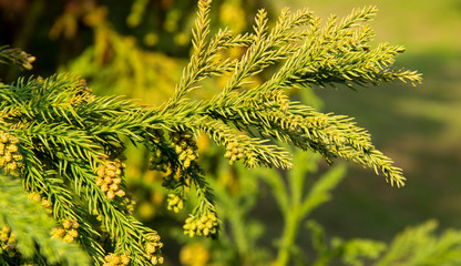 the Evergreen cypress leaves with developing cones