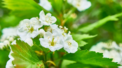 Apple blossom close up. blurred background color
