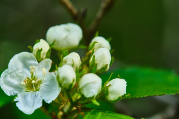 Apple blossom close up. blurred background color